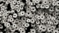 /album/siyah-fotograflar/fascinating-black-and-white-floral-wallpaper-jpg/